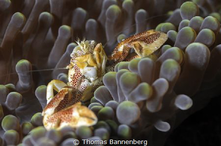 Like "King Louie"
NIKON D7000 in a Seacam "Prelude" uw h... by Thomas Bannenberg 