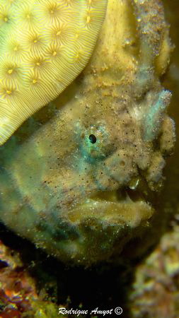This little guy was really hard to find.
Sony HX5V, Sea ... by Rodrigue Amyot 