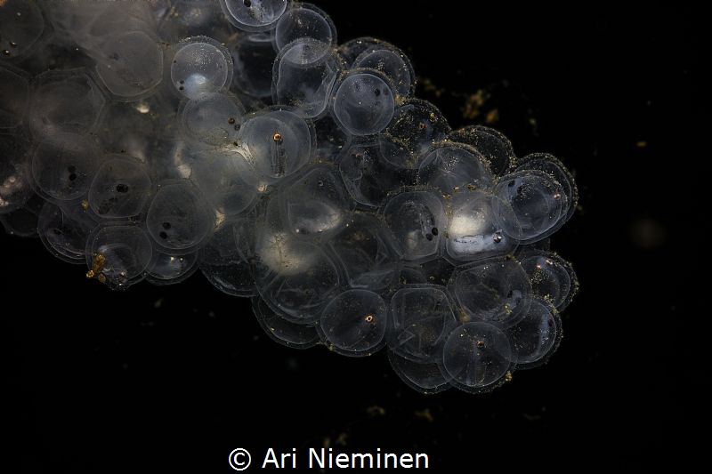 The Beginnings Of Life by Ari Nieminen 