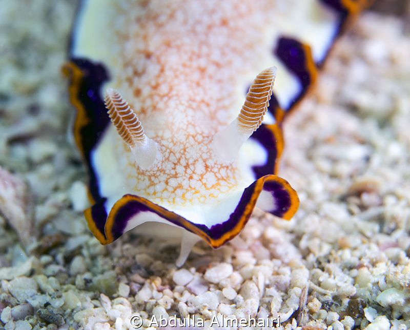 nudibranch by Abdulla Almehairi 