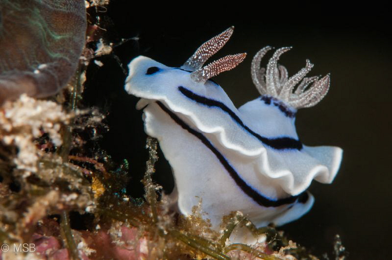 Chromodoris Willani. by Mehmet Salih Bilal 