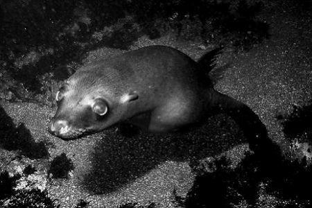 Underwater puppy dog, aka sea lion. Lobster Shack, Corona... by Dallas Poore 