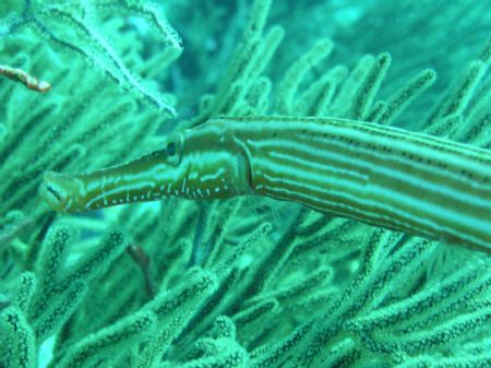 Trumpet fish taken in Bonaire. He let me get close up...... by Kelly Sharkey 