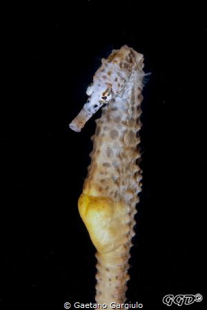 "waxy" the skin of those sea-horses is like wax by Gaetano Gargiulo 