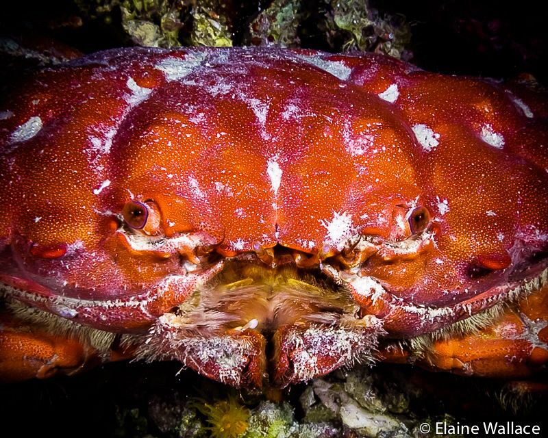 Round crab, I think etisus splendidus, but please correct... by Elaine Wallace 