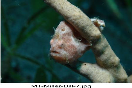 Pygmy Sea Horse on a sea fan in Kungkungan Bay on the Lem... by Bill Miller 
