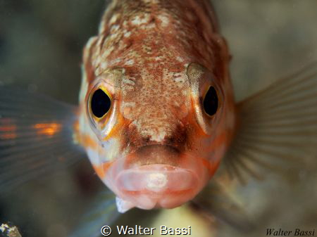 Look at me by Walter Bassi 