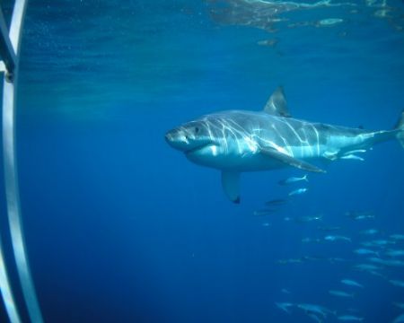 Great white, Guadalupe Island, September, 2005. Tetra Coo... by Kent Bonde 