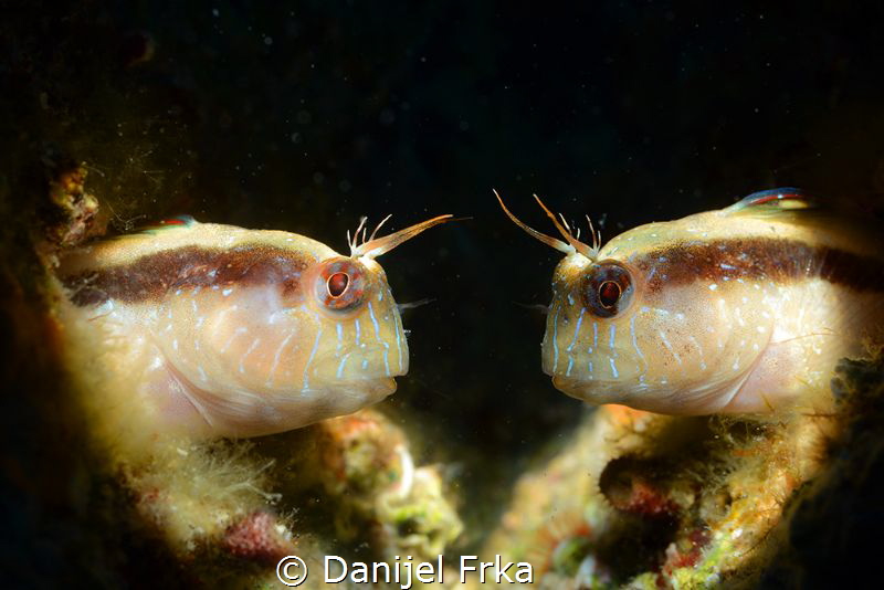 Friendly talks by Danijel Frka 