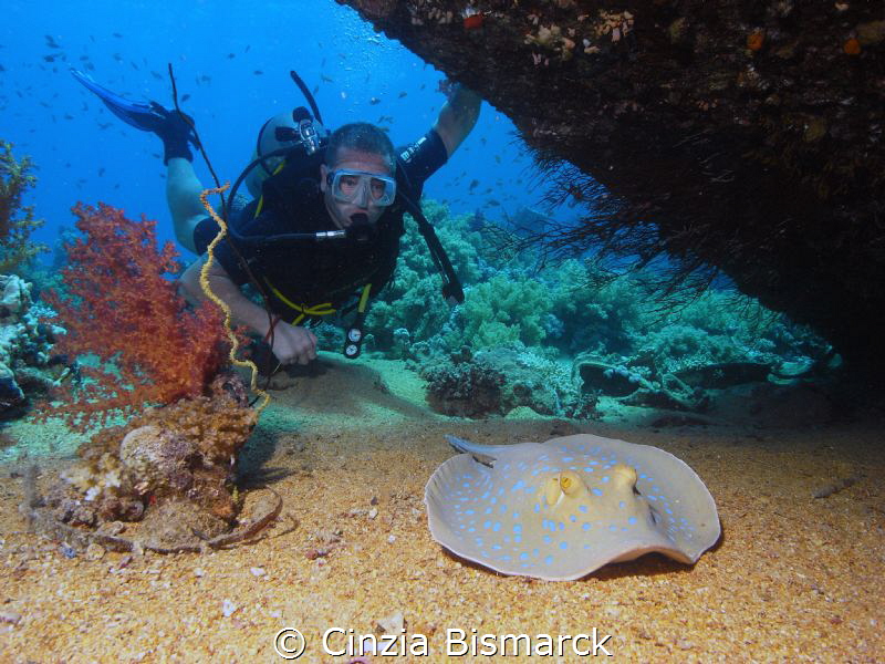 Adam and the blue spotted stingray
Taeniura lymma by Cinzia Bismarck 