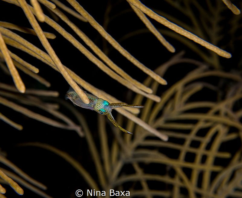 Take a Bow.
About 10mm long Grass Squid, Pickfordiateuth... by Nina Baxa 