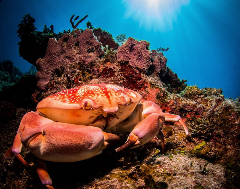 Buster Crab. He is about 10 inches across and was very fe... by Steven Miller 