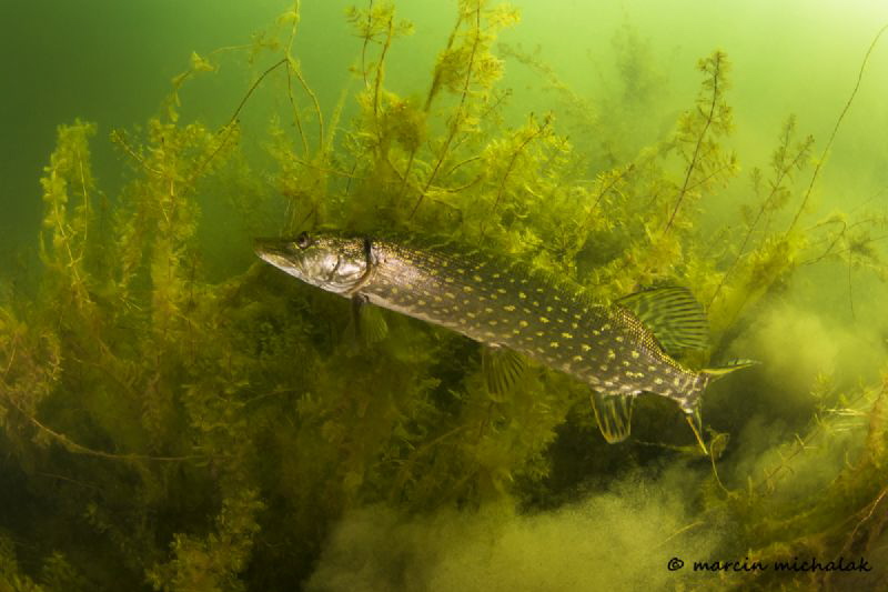 Pike's speed by Marcin Michalak 