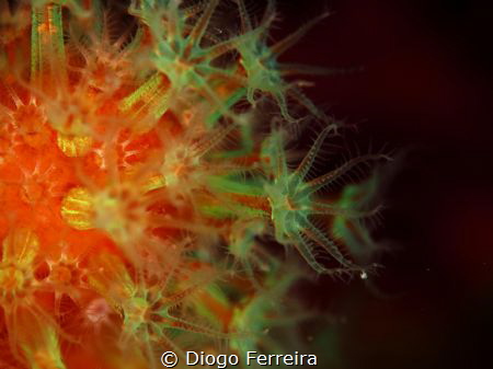 "Neon" by Diogo Ferreira 