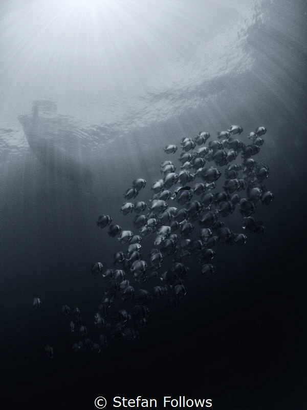 "And I feel like I just got home ... " Madonna. Longfin B... by Stefan Follows 