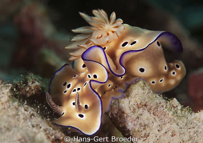 Hypselodoris tryon 
Bunaken Islands by Hans-Gert Broeder 
