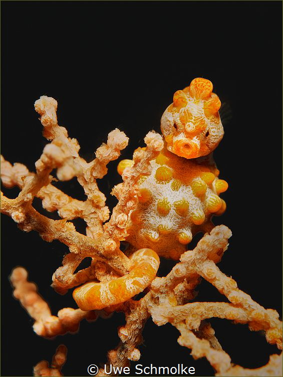 Cutie by Uwe Schmolke 