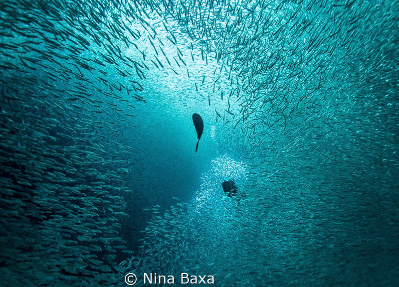 Scout.
Barjack and Tarpon with Silversides – Grand Cayma... by Nina Baxa 