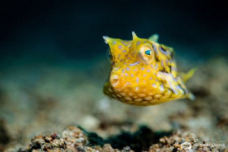 one very curious dude... by Nadya Kulagina 