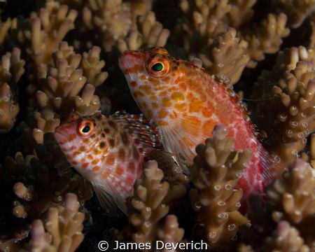Hawk fish, best buds. by James Deverich 
