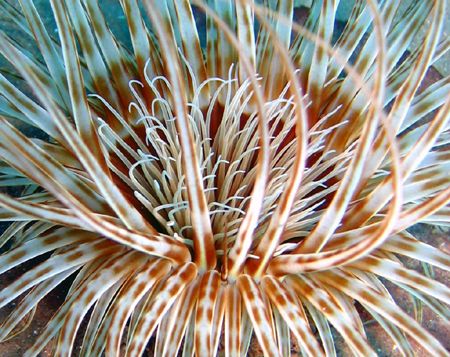 Tube anemone... @ Madeira Is. by João Monteiro 