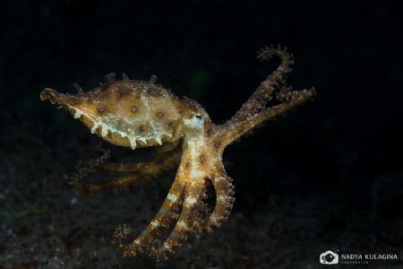 Octo-dance by Nadya Kulagina 
