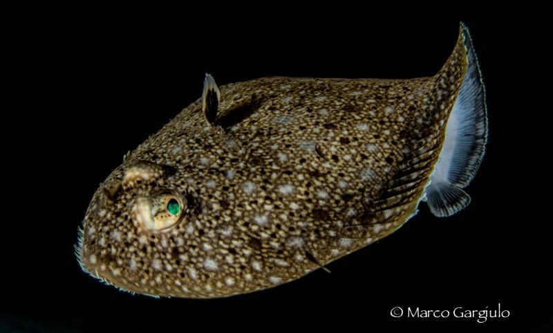 Flying flounder #2 by Marco Gargiulo 