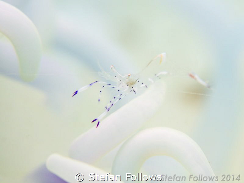 "See the sky in front of you ... " Rolling Stones. Clown ... by Stefan Follows 