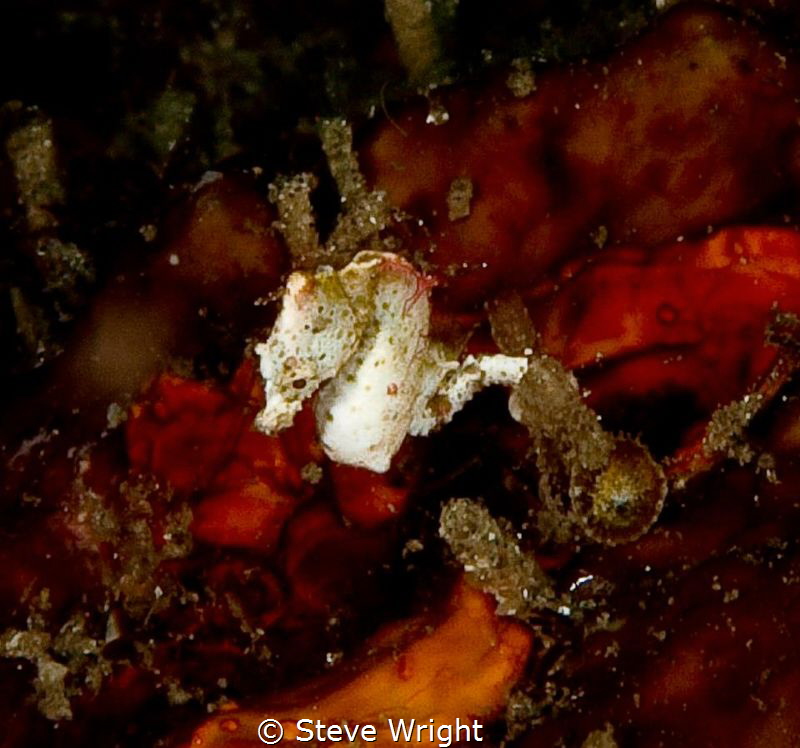 Pontohi Seahorse Lembeh Strait, Manado, Indonesia.Olympus... by Steve Wright 