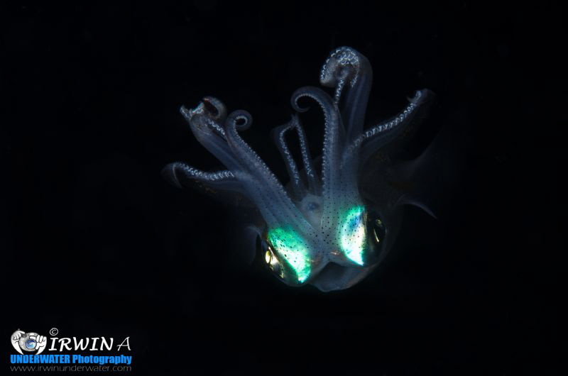 F L Y I N G - S Q U I D
Squid (Disambiguation) 
Anilao,... by Irwin Ang 