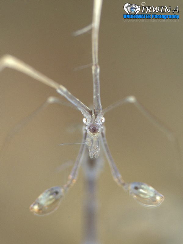 S K E L E T O N 
Skeleton shrimp (Caprellidae) 
Anilao,... by Irwin Ang 