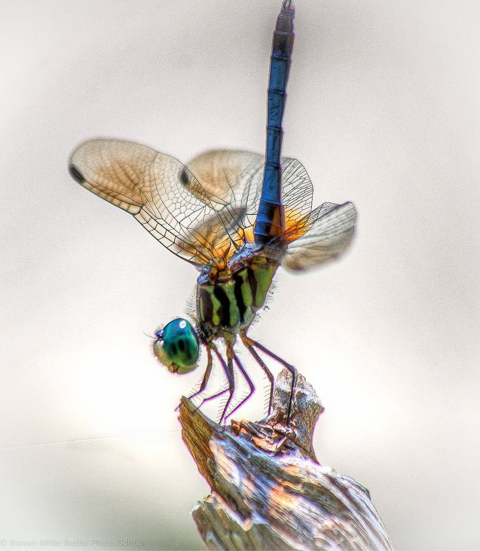 Hoping to catch one of these as a Helgramite underwater s... by Steven Miller 