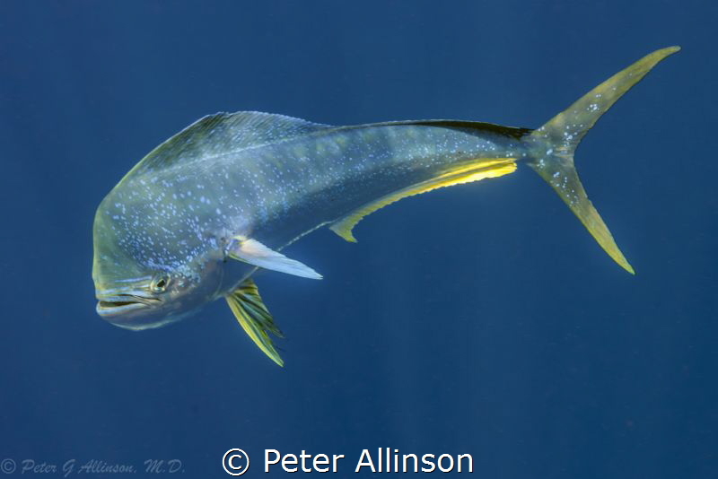 Taken off the coast of cancun by Peter Allinson 