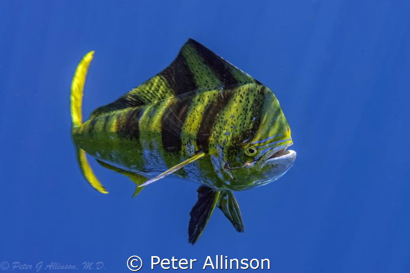 Dorado off the coast of Cancun by Peter Allinson 