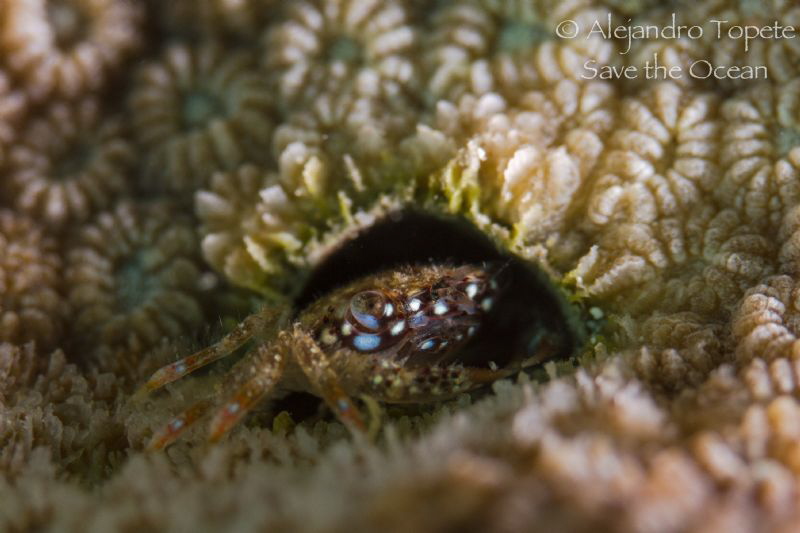 Crab in Home by Alejandro Topete 