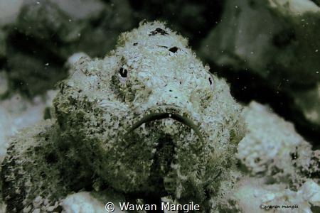 This is image taken in Makassar strait South of Sulawesi ... by Wawan Mangile 