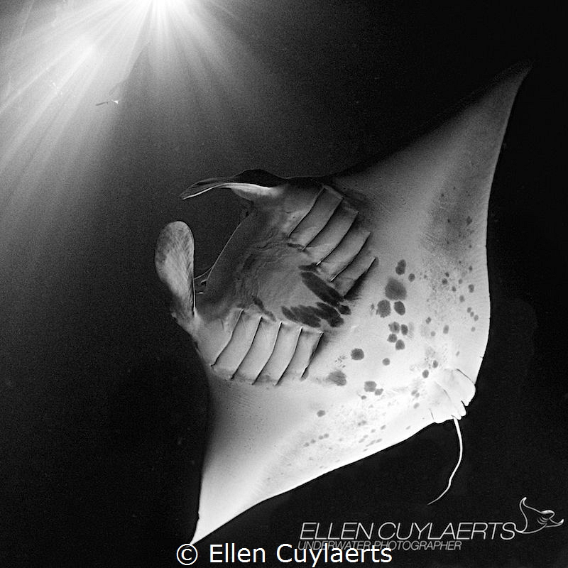 "Memory" by Ellen Cuylaerts 