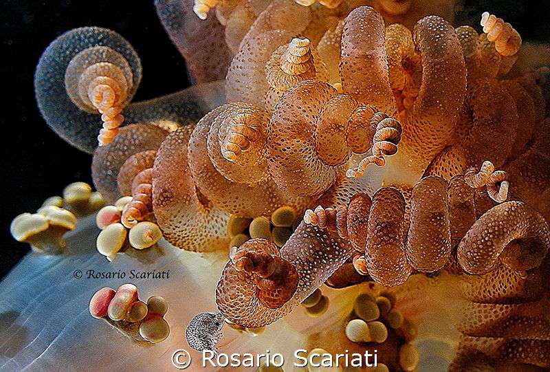 Alicia mirabilis by Rosario Scariati 