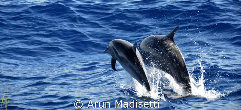 Spotted Dolphin by Arun Madisetti 