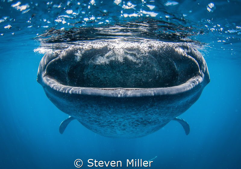 Shoot and run by Steven Miller 