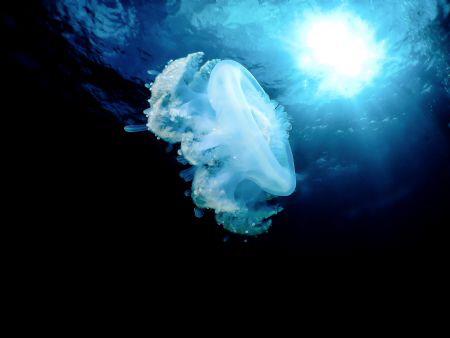 It´s complicated. Unknown jelly on deco stop. by Jenny Strömvoll 