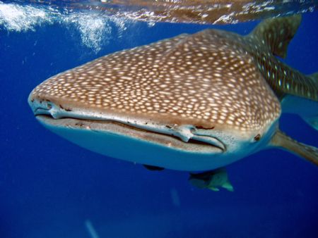 Whale shark that swam with us for 3 hours on an Aquacat C... by Allyssa Arnold 