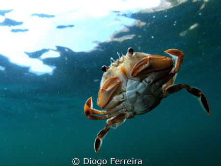 "Greetings Mr. Alien, feel welcome into my world, just be... by Diogo Ferreira 