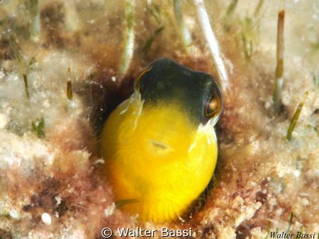 lipophrys dalmatinus,b by Walter Bassi 