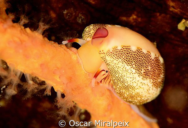 mediterranean cyprea by Oscar Miralpeix 