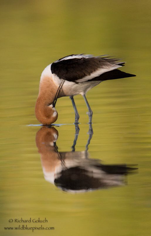 American Avocet preening. by Richard Goluch 