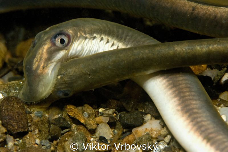 Lampetra planeri – European Brook Lamprey by Viktor Vrbovský 