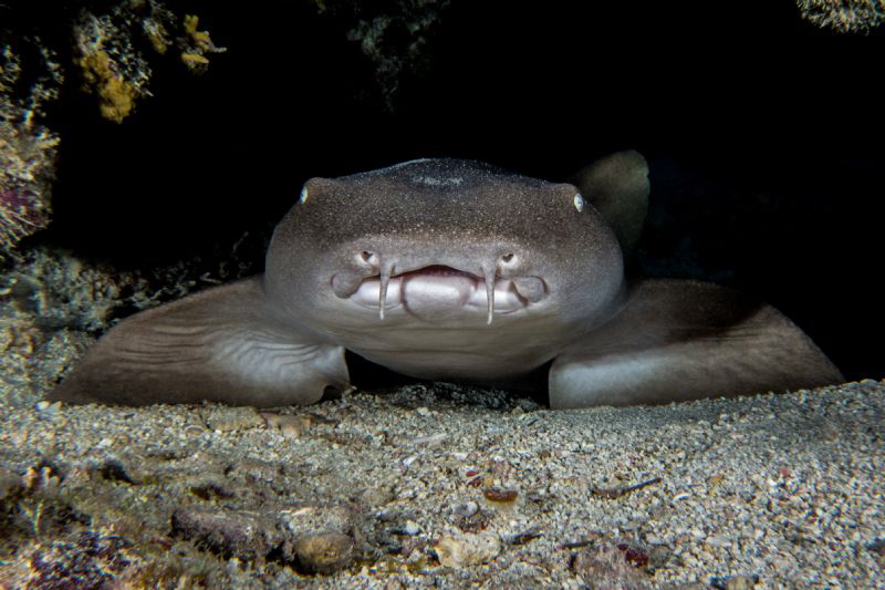 Nurse Shark by Abimael Márquez 