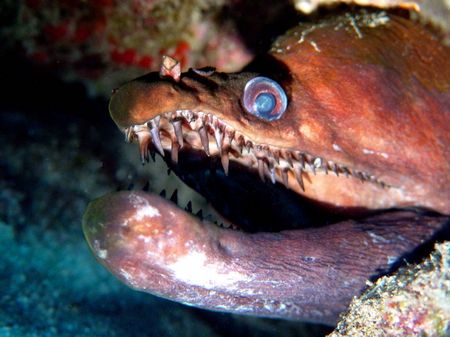 Proceed with caution…this good fellow has been around awh... by Glenn Poulain 