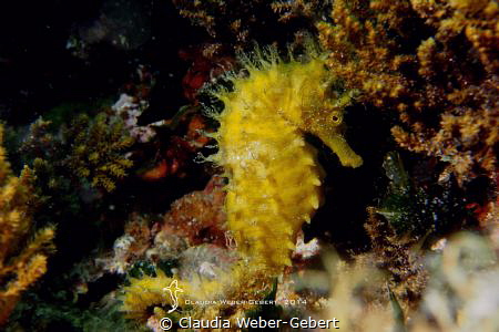 yellow fellow... by Claudia Weber-Gebert 